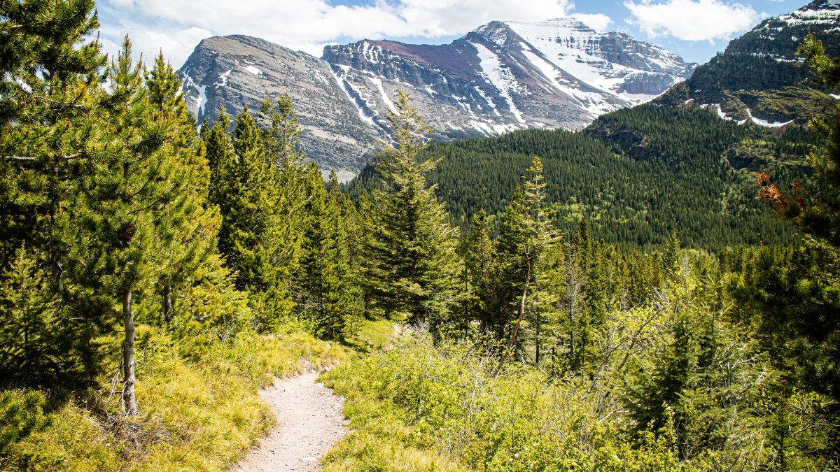 Forest Valley in between mt wilbur and mt Henkel at Glacier national park taken from the iceberg lake trail, Montana, USA.