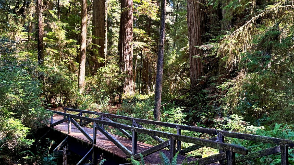 Jedediah Smith Redwoods State Park, California, USA - Sep 13, 2024: Landscape pic of a wooden bridge along a forest trail in a lush grove of towering redwoods, surrounded by ferns and greenery.