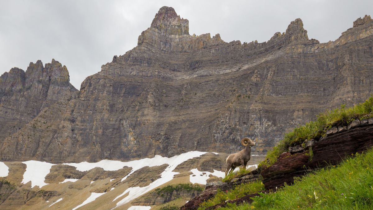 Mountain goat in Glacier National Park Montana USA.