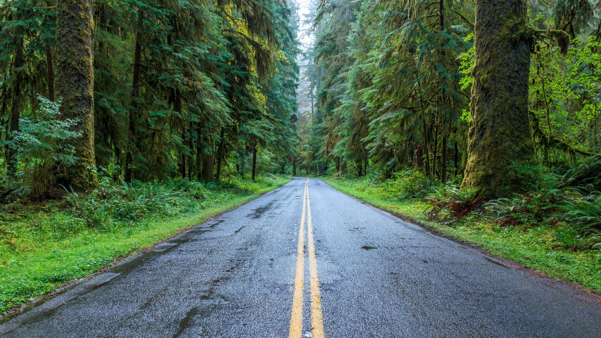 Road to Hoh Rain Forest : Olympic National Park : Washington USA.