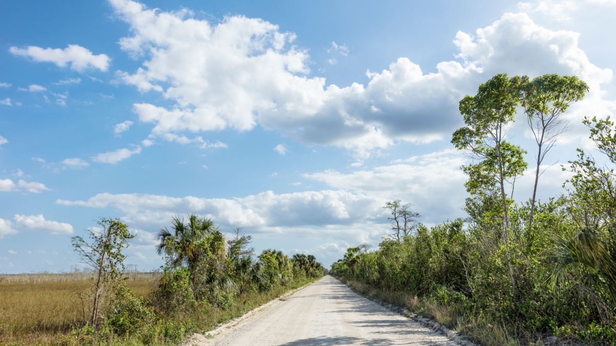 A view of the scenic Loop Road in Big Cypress National Preserve.