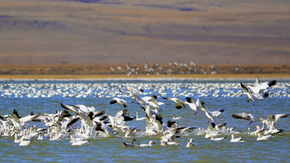 Snow Geese landing in Freeze out Lake.