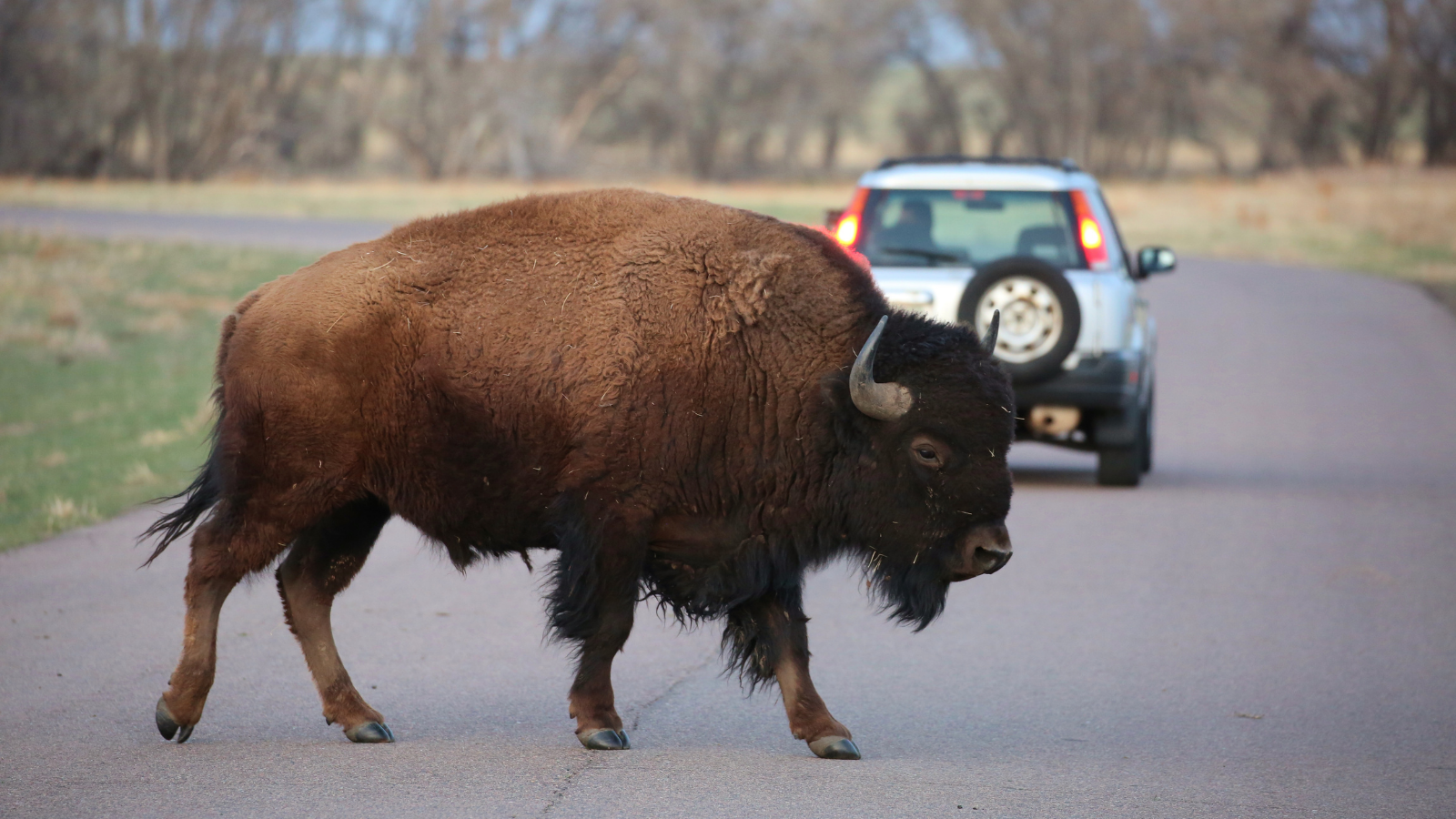 Buffalo Passing By.