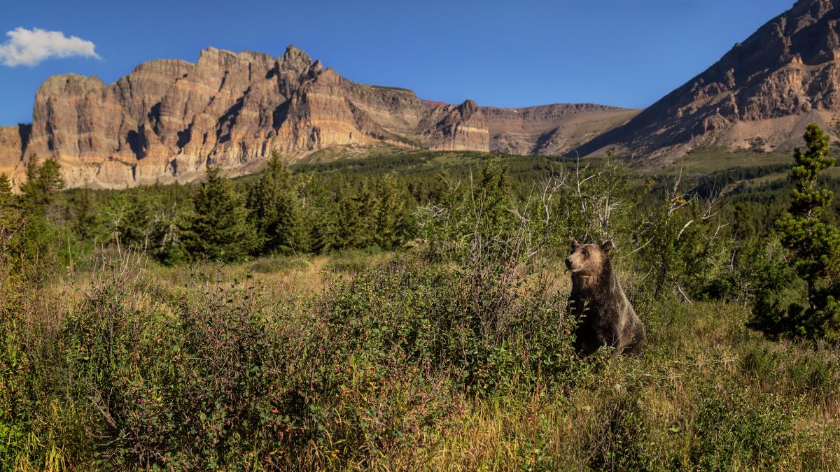 A Grizzly Bear grazing for berries in bushes in Glacier National Park in Montana.