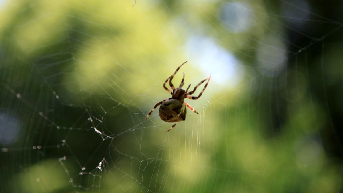 A black widow spiders are a genus that has a distribution in various parts of the world. They are well known for their venomous bites to humans and they usually hunt their pray by weaving a web.