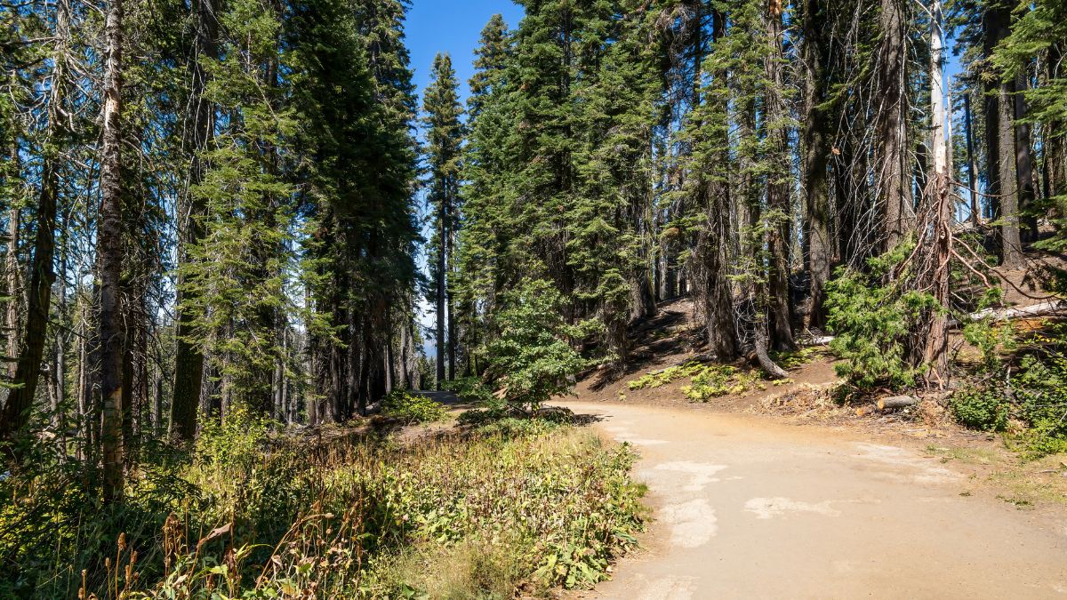 A serene dirt path winds through the towering conifers of Tuolumne Grove in Yosemite National Park. Sunlight filters through the canopy, illuminating the lush forest floor.