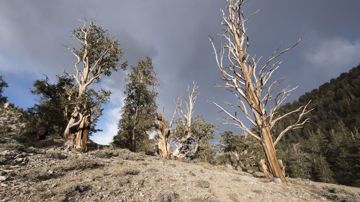Ancient Bristlecone Pine Forest at Schulman Grove near Big Pine off Highway 168, Big Pine, CA.