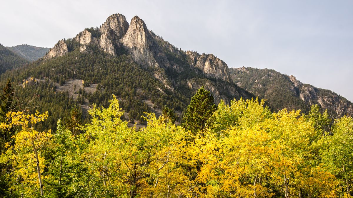 Aspen trees in the foreground mixed with evergreens with the Westminster Spires in the background on the Beartooth Highway in Montana,