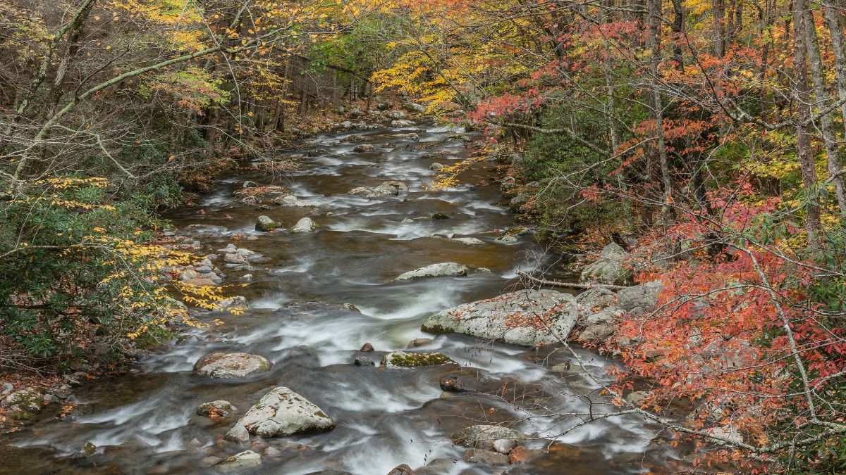 Autumn rapids on the Little River framed by foliage, Tremont Area, Great Smoky Mountains National Park, Tennessee, USA.
