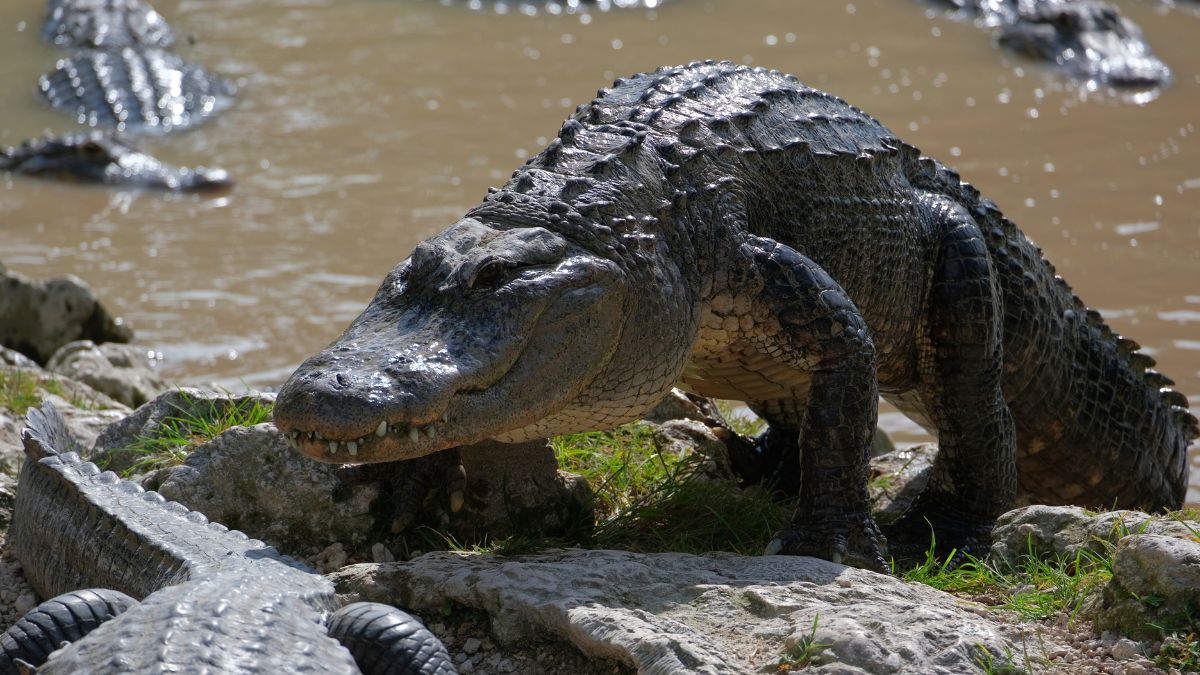 Big alligator coming out of the water, to the rocks in everglades national park, florida wildlife on a sunny day of April.