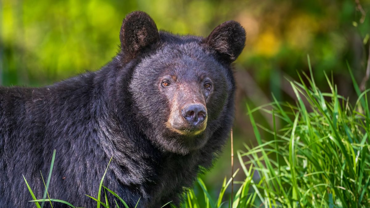 Black Bear in Great Smoky Mountains National Park.