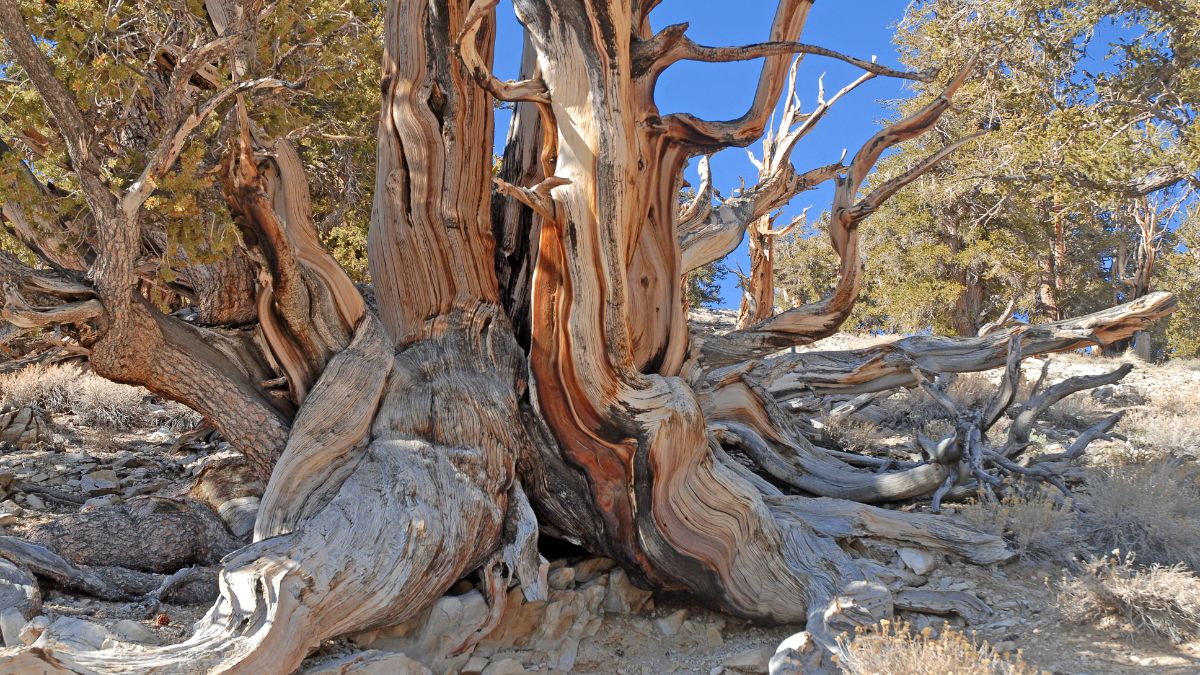 Bristlecone Pine, Nevada, USA.