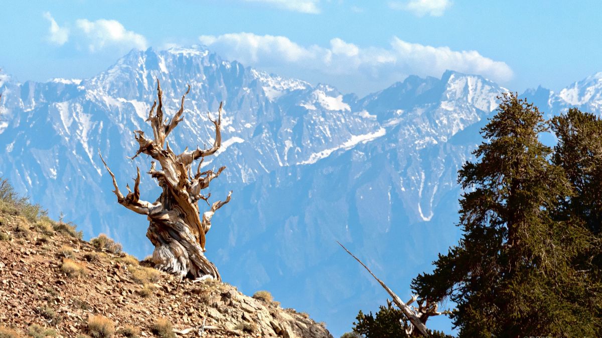 Bristlecone Pine Tree With Sierra Nevada Mountains in Background.