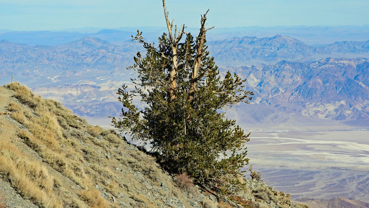 Bristlecone Pine near summit of Telescope Peak, Death Valley, California, December 2017. Across the Badwater Basin (lowest point in North America) are the Black Mountains and Funeral Mountains.