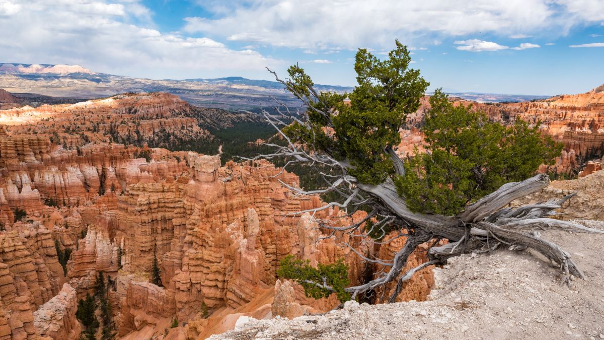 Bristlecone Pine tree at Bryce Canyon National Park in Utah.
