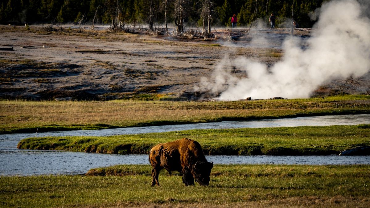 Buffalo grazing near a steaming geyser in the Upper Geyser Basin of Yellowstone National Park at sunset.