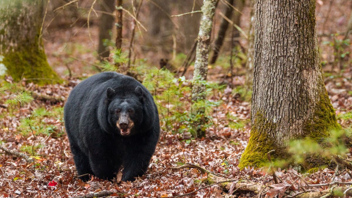 Cades Cove, Great Smoky Mountains National Park.