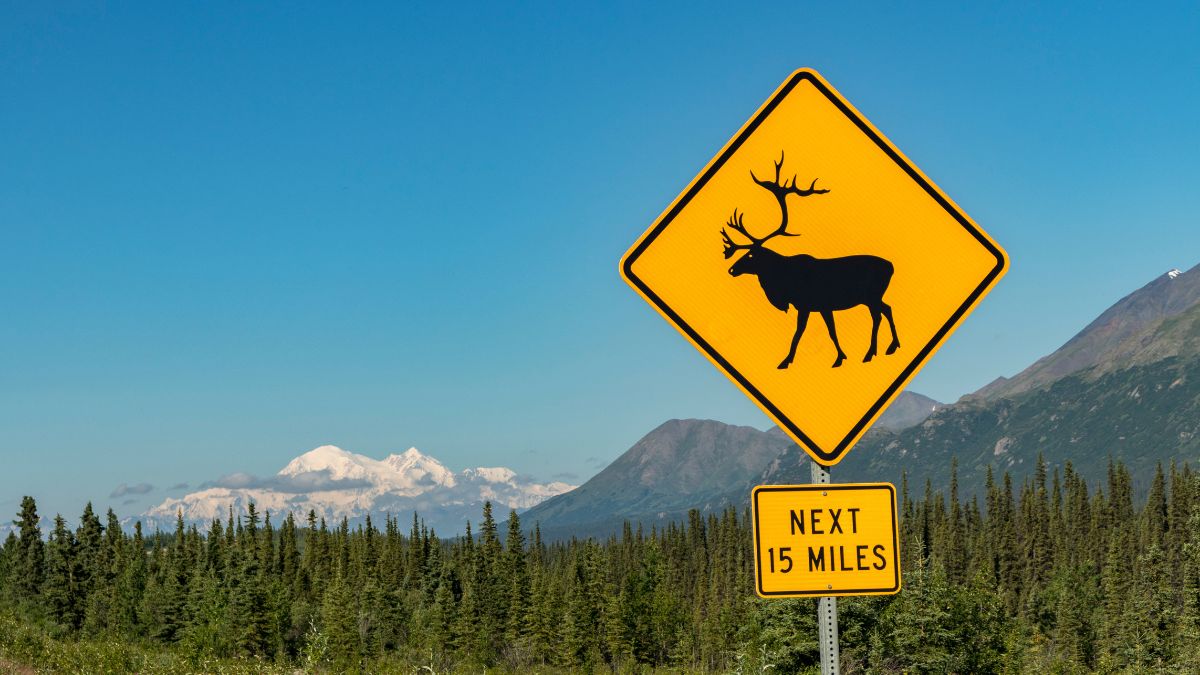 Caribou Crossing road sign with Denali (formerly Mount McKinley) in the background, on a highway in Denali National Park and Preserve in Alaska, USA in summertime.
