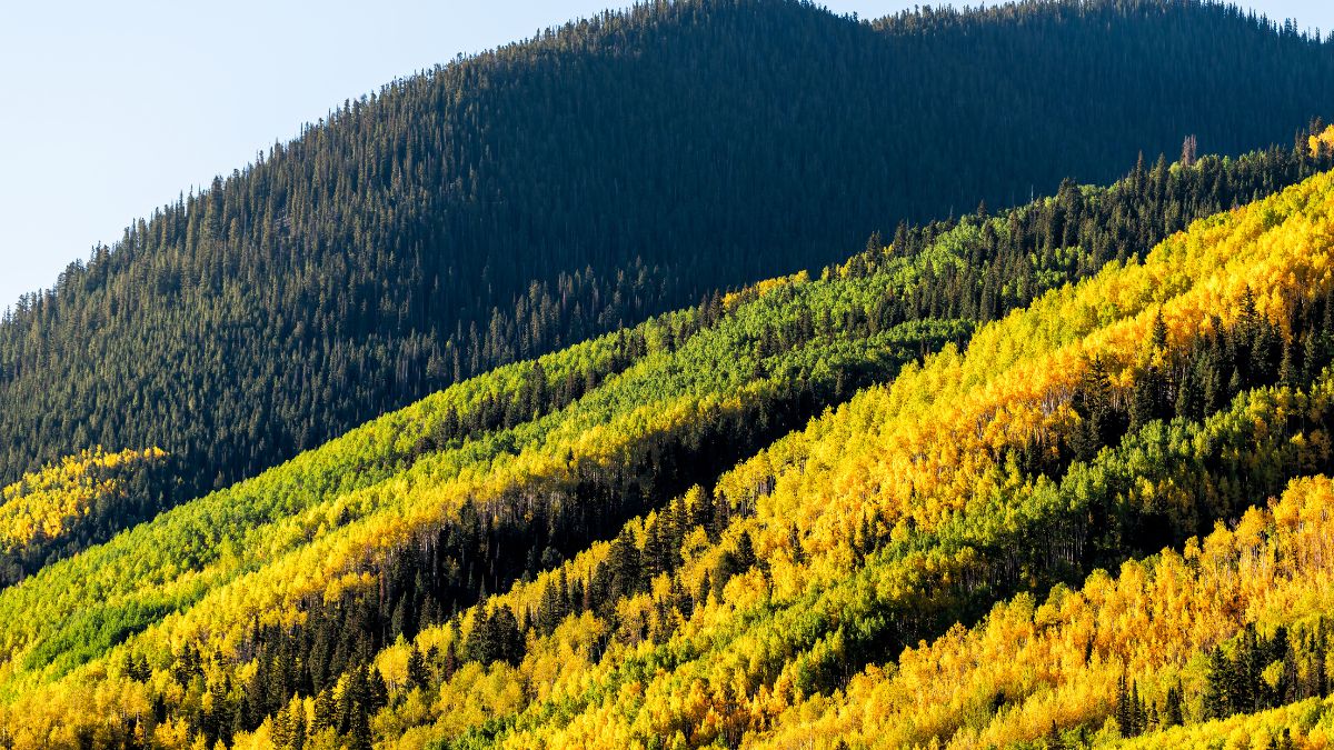 Castle Creek road view of colorful yellow orange leaves foliage on american aspen trees in Colorado rocky mountains autumn fall on peak.