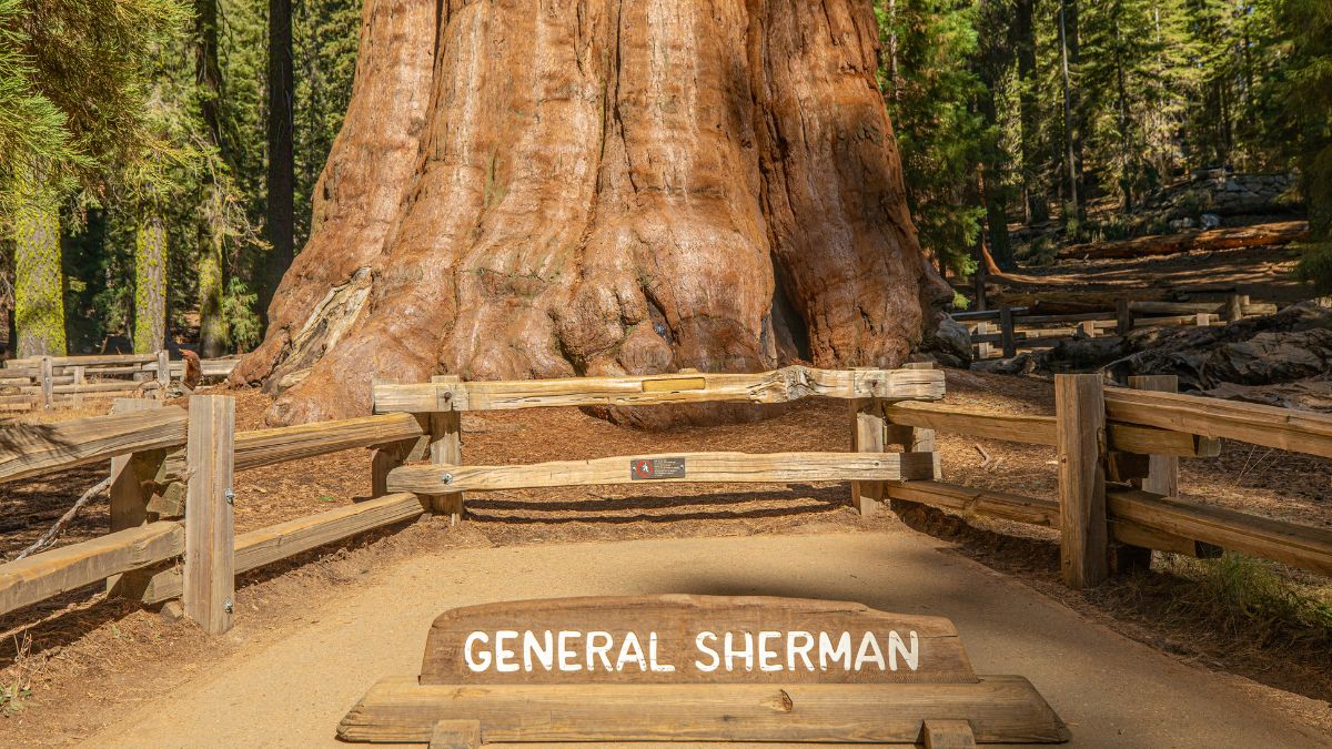General Sherman Tree. Sequoia National Park. California. USA.