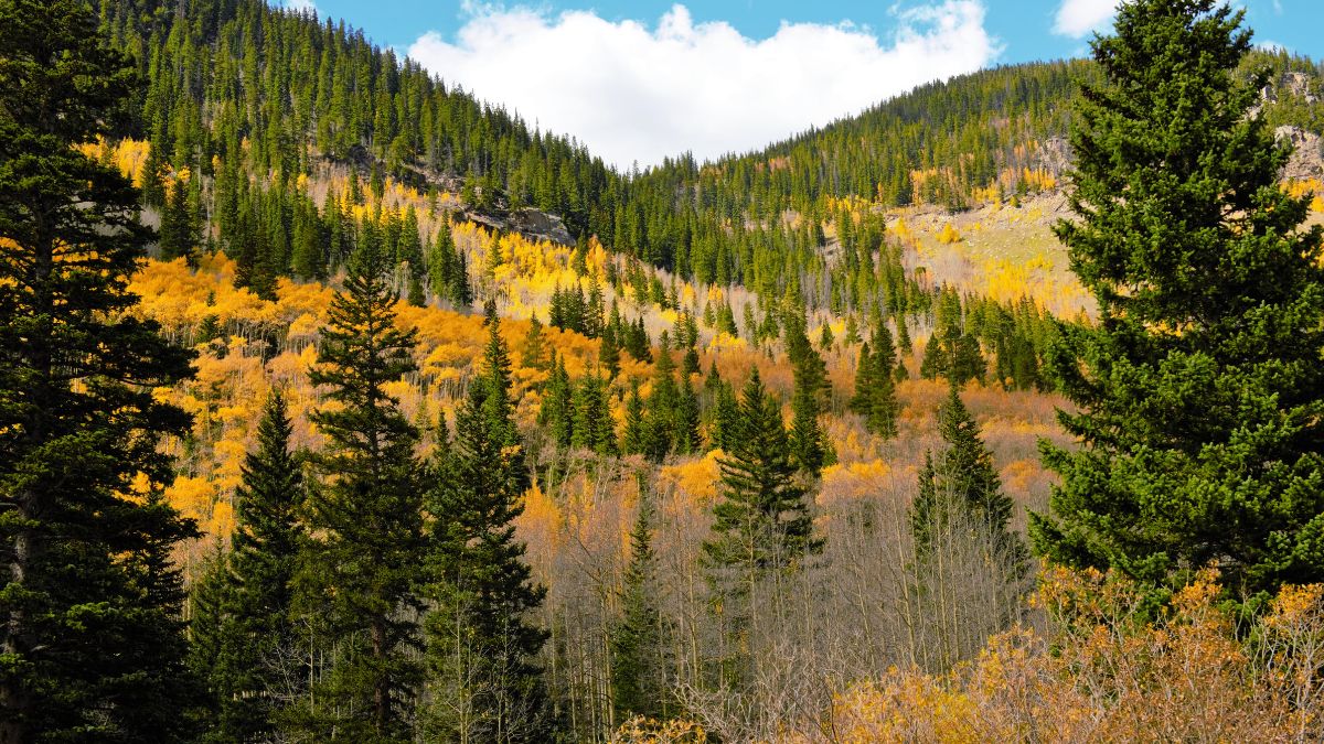Guanella Pass road near Denver Colorado in autumn.