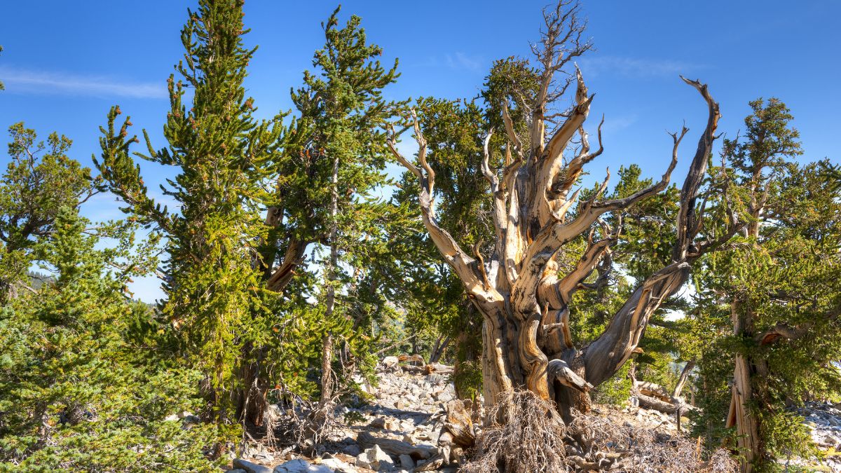 In the Snake Range at an elevation of 9,500 to 11,000 feet, ancient bristlecone pines grow slowly in the Great Basin National Park in Nevada. Many of the bristlecone pines are 3000 to 5000 years old.