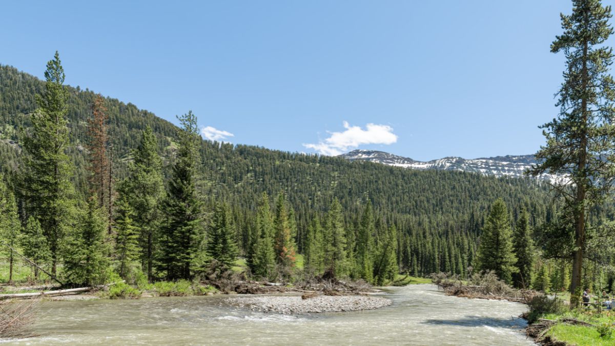 Lamar River in the Lamar Valley in Yellowstone National Park, Wyoming, USA.