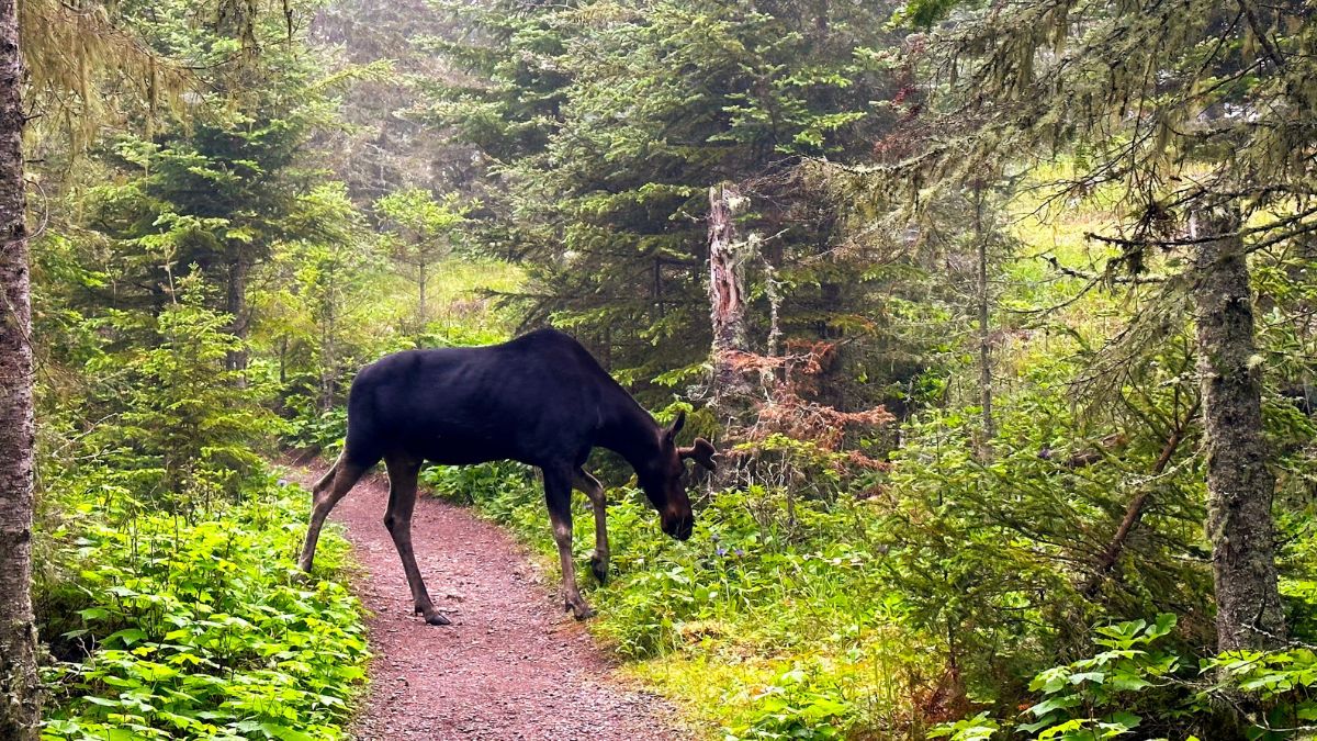 Moose Blocking the Trail in Isle Royale National Park.