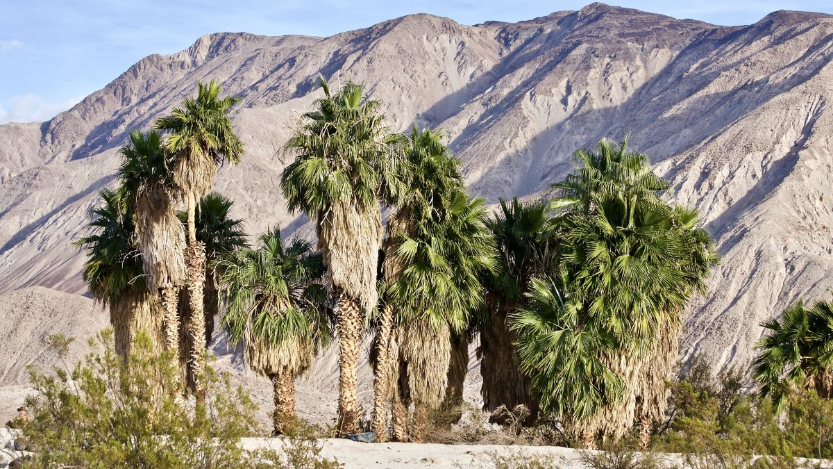 Mountains surrounding the oasis of Warm Springs in the Saline Valley, Death Valley National Park, California.
