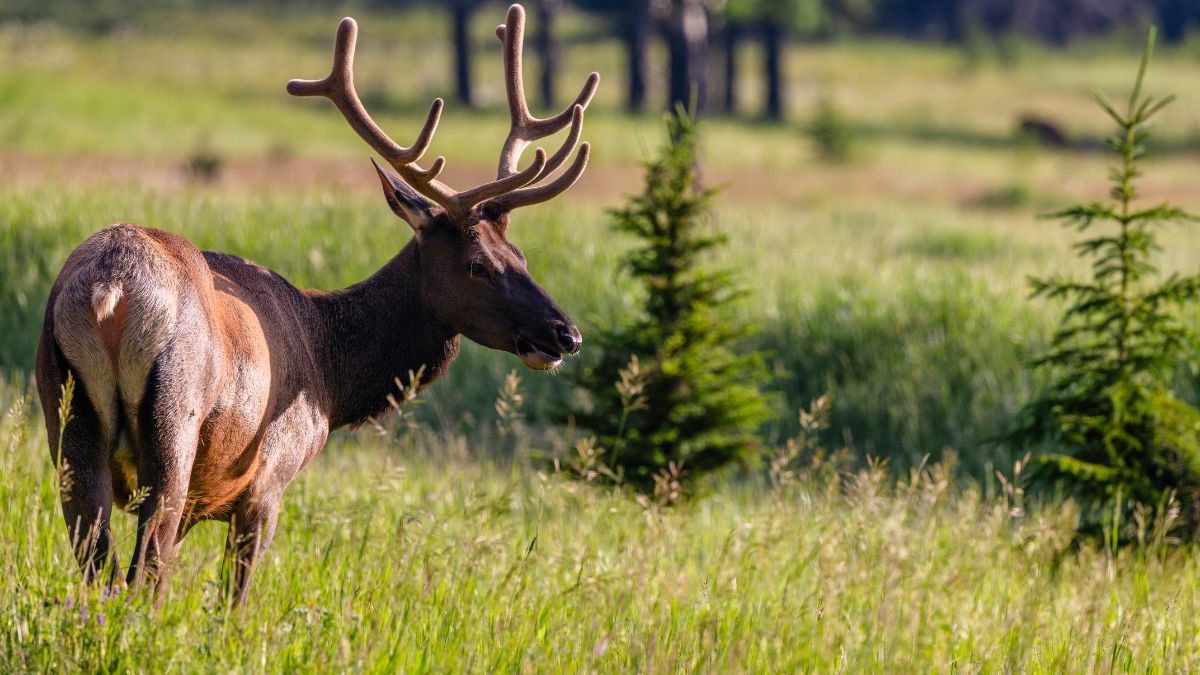 North American Elk in Banff National Park.