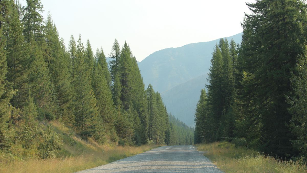 Road along the North Fork of the Flathead River, Montana, United States.