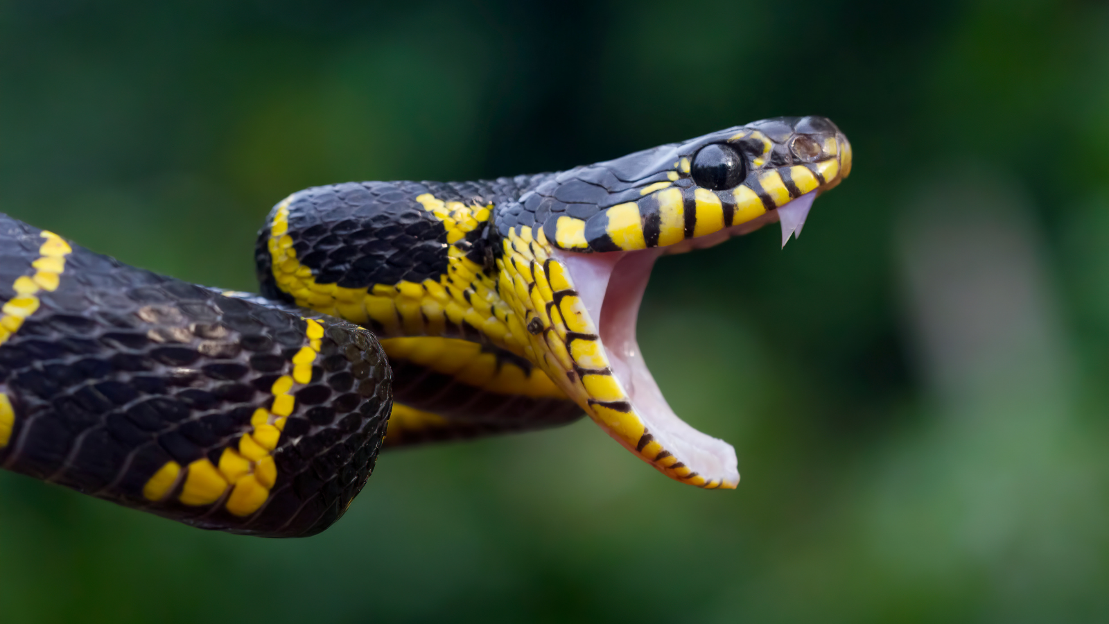 Boiga snake dendrophila yellow ringed, Head of Boiga dendrophila, animal closeup, animal attack.