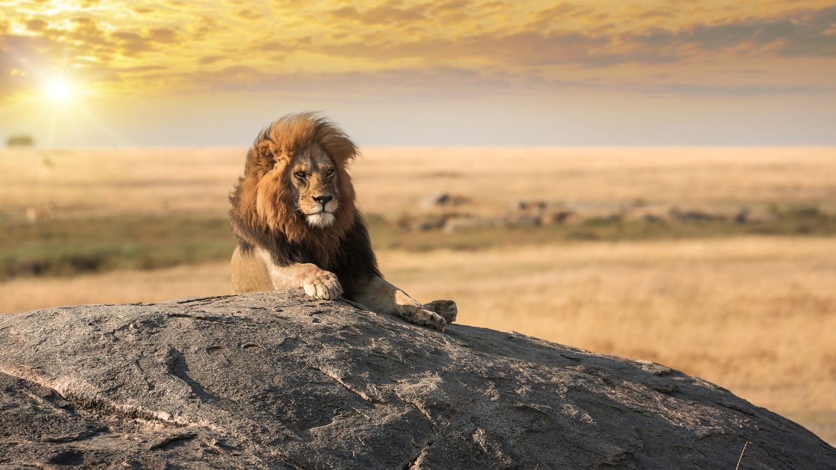 The big lion relaxed on the rock at Serengeti natural park.