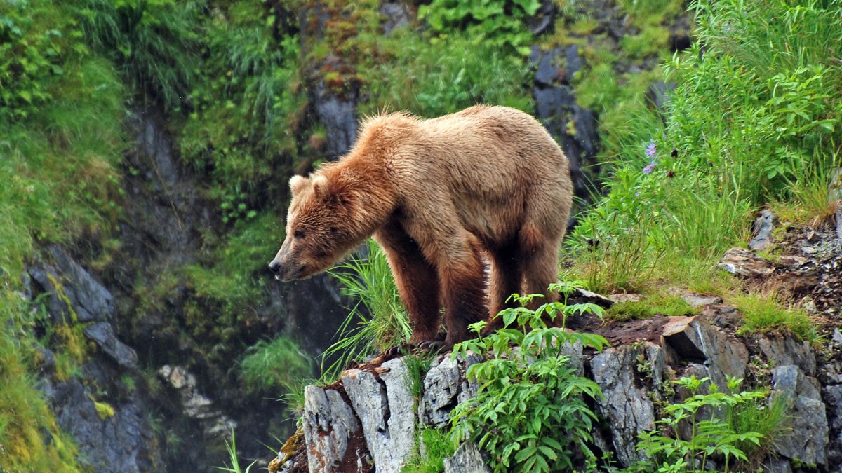 This picture is taken on Kodiak Island of a Grizzly Bear watching the habitat near Fraser Lake.