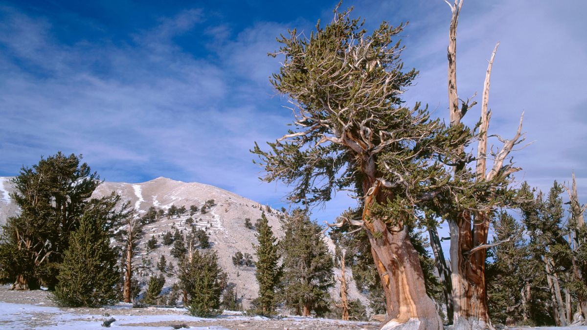 USA, California, Inyo National Forest, Grove of old bristlecone pines (Pinus longaeva) and autumn snow, Patriarch Grove, Ancient Bristlecone Pine Forest Area.