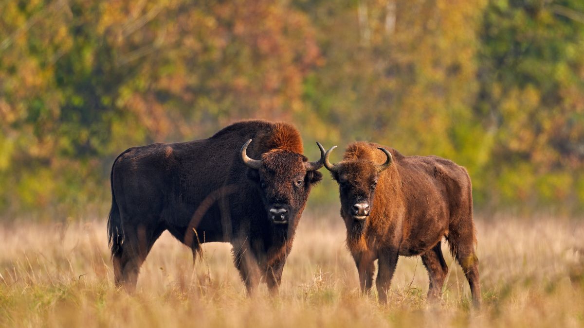 Wildlife autumn. Bison herd in the autumn forest, sunny scene with big brown animal in the nature habitat, yellow leaves on the trees, Bialowieza NP, Poland. Wildlife scene from nature.