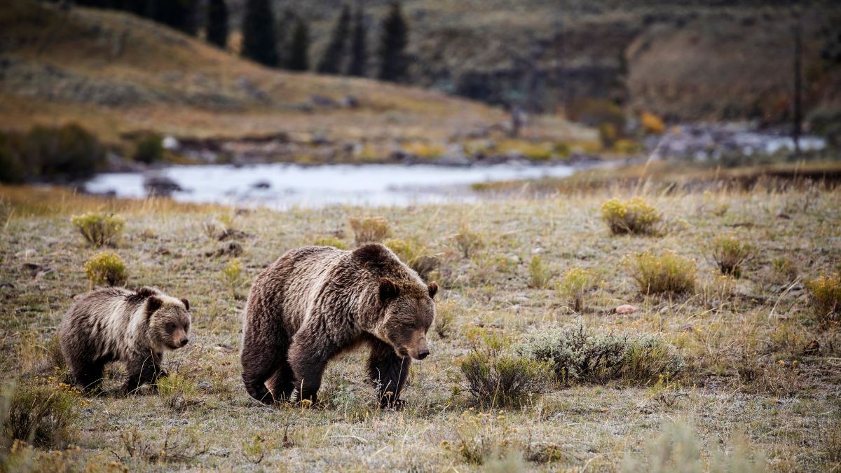 Wildlife of Yellowstone National Park.