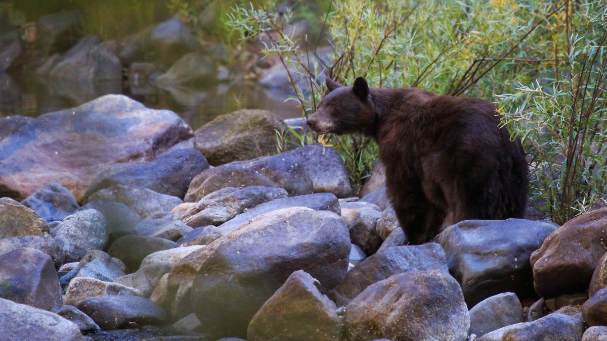 black bear by the river in yosemite national park.