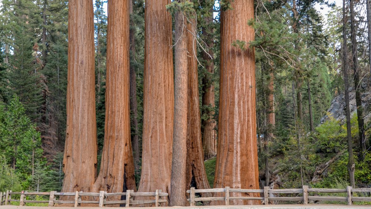 group of giant sequoias (Sequoiadendron giganteum) in Grant Grove 
Sequoia National Park, California, USA.