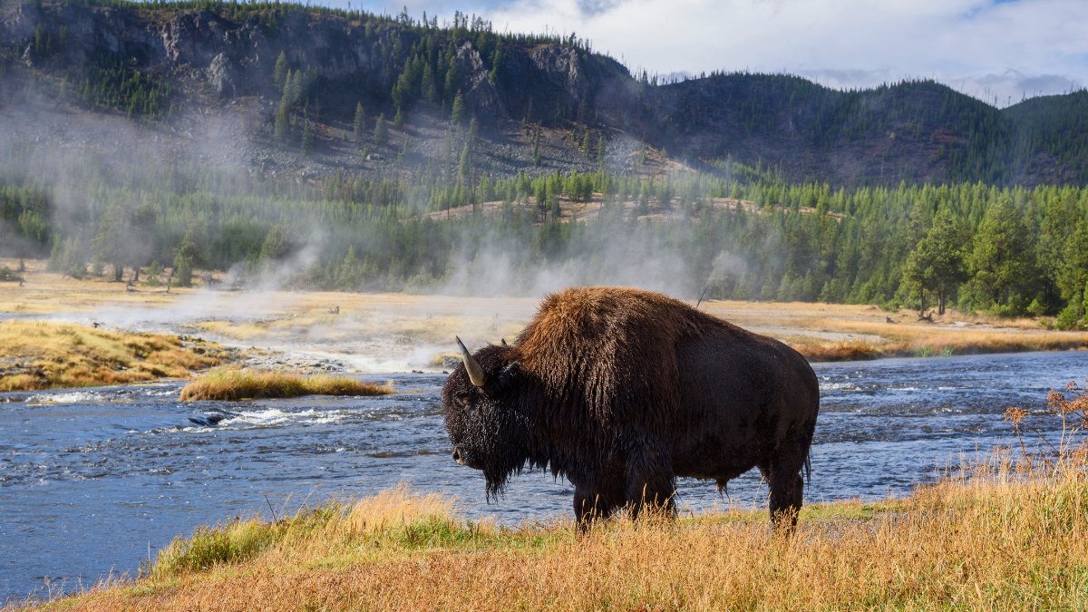 American bison (bison bison), little firehole river, yellowstone national park, unesco world heritage site, wyoming, united states of america, north america.