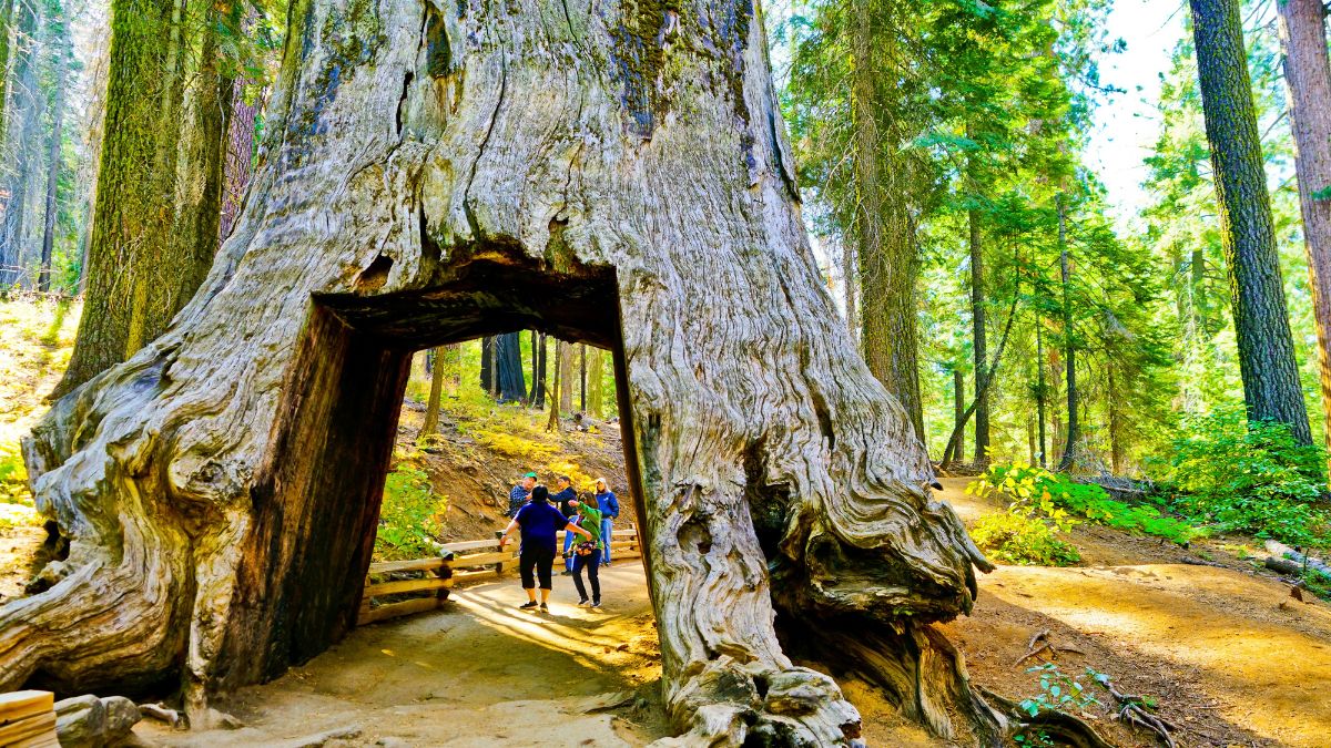 Yosemite National Park, USA- October 10, 2017 : View of the dead tunnel tree in Tuolumne Grove, Yosemite National Park on October 10, 2017.